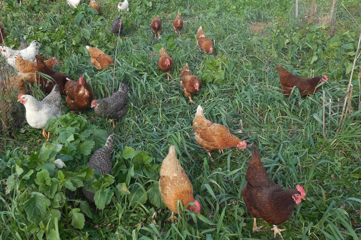 hens on green pasture raised organic eggs